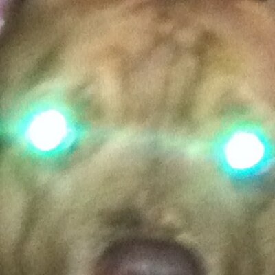 Steve Dynes - Twitter Profile Picture of Steve Dynes (@SteveDynes) on Twitter