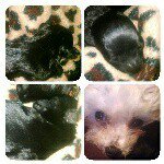 Profile Picture of Irma Landeros☺.  I💙Dogs (@irmalanderos.idogs) on Instagram