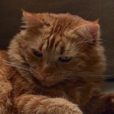 Profile Picture of Nicolas (@nicolas_abicht) on Twitter