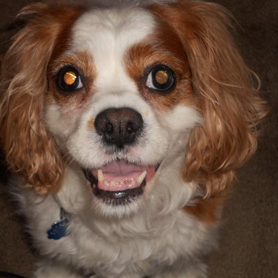 Profile Picture of Jaime Gentile (@JaimeGentile) on Twitter