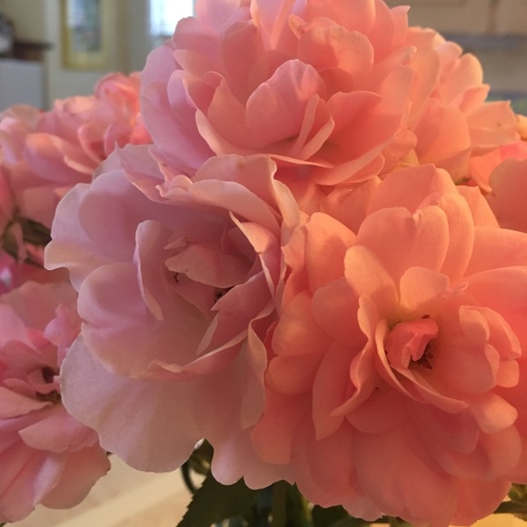 Profile Picture of Donna Campbell (@campbell62154) on Poshmark