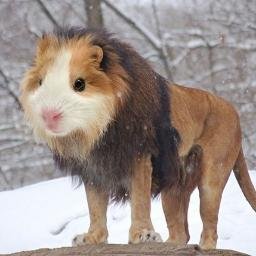 Profile Picture of Alexis Alberto Licea (@AlexisLicea114) on Twitter