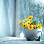 Bushra Haque - Facebook Profile Picture of Bushra Haque (@bushra.haque.64348) on Facebook