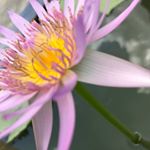 Profile Picture of Anette Hansen (@anette.v.hansen) on Instagram