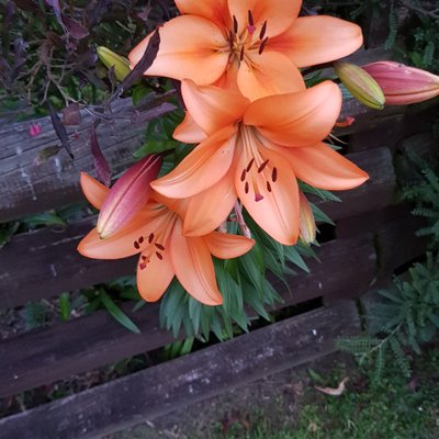 Profile Picture of Alexander Rowland (@MidnightRunnin1) on Twitter