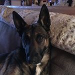 Profile Picture of Laurie McKay (@lmckayk9) on Instagram