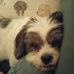 Profile Picture of Brett Ashley (@brettisalady) on Instagram