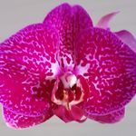 Profile Picture of Sonia François (@sony.riv.7) on Instagram