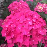 Profile Picture of robert rolland (@rolland17200) on Instagram