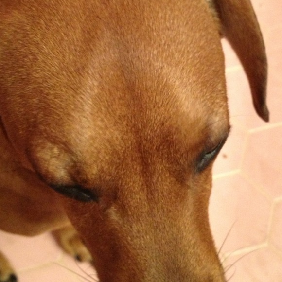 Profile Picture of Patrice Deyling (@pgdeyling) on Poshmark