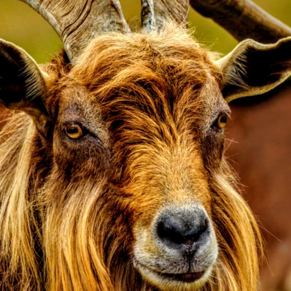 Profile Picture of Brenda Bletscher (@brendabletscher) on Poshmark