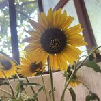 Profile Picture of Lulu Zhao (@Lulu-Zhao) on Facebook