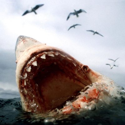 Profile Picture of Paul Tripodi (@PaulTripodi1) on Twitter