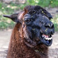 Profile Picture of Caitlin Moses (@caitlin-moses) on Quora