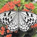 Profile Picture of Sheryl M. Mellow-Scott (@canonnavo) on Instagram