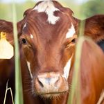 Profile Picture of Daniel Hord (@turntimefarms) on Instagram