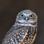 Profile Picture of Lisa Mcfadden (@lisa.mcfadden1238) on Instagram