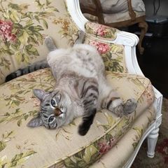 Profile Picture of Suki (@pamelalaughlin8) on Tiktok