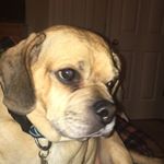 Profile Picture of Gunner 