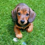 Profile Picture of Danny Beal (@beal.danny) on Instagram