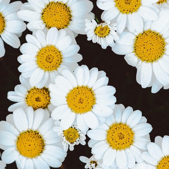 Rachel Moffat - Poshmark Profile Picture of Rachel Moffat (@rachel_moffat) on Poshmark