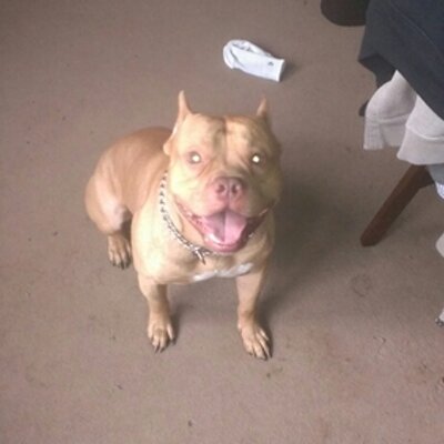 Profile Picture of Anthony Bybee (@Katbeenpaid) on Twitter