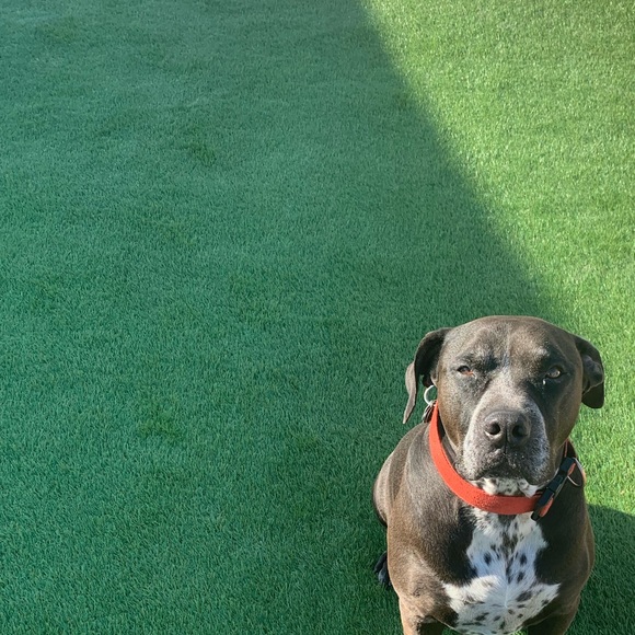 Profile Picture of Brandon Lopez (@brandon01lopez) on Poshmark