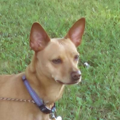 Profile Picture of Phyllis Whitney (@redleaf1221) on Twitter