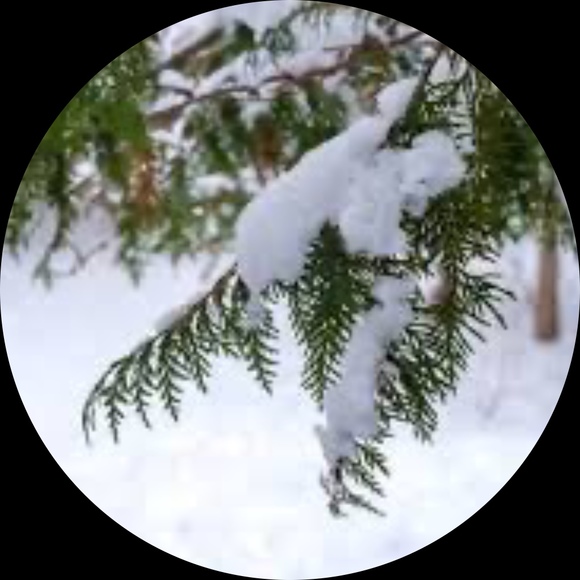 Profile Picture of Frosty Cedar (@frostycedar) on Poshmark
