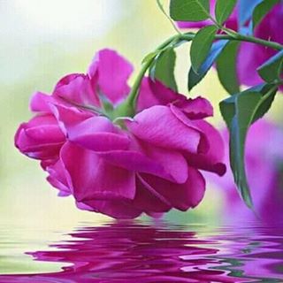 Profile Picture of Tasnim Ahmad (@tasnim.ahmad.568632) on Facebook