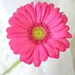 Profile Picture of Yolanda Gupton Rawlston (@yoyoraw86) on Instagram