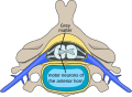 Profile Picture of Spinal muscular atrophyon Wikipedia