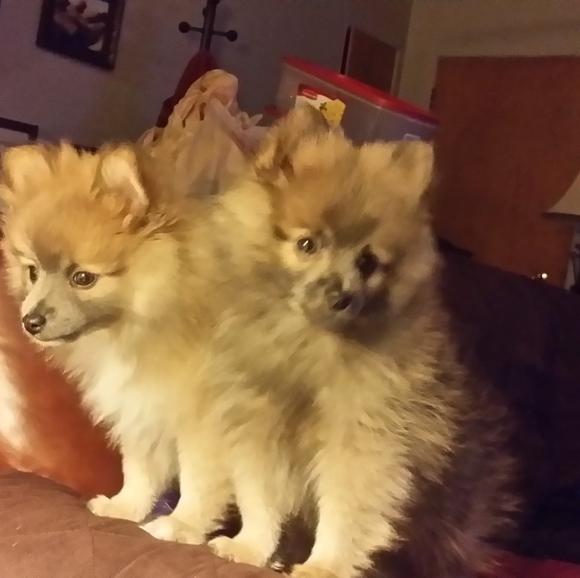 Profile Picture of Nancy Carpenter (@carp0402) on Poshmark