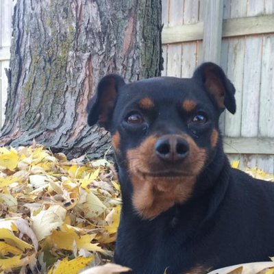 Profile Picture of Rhonda Sinclair (@RhondaSinclair5) on Twitter