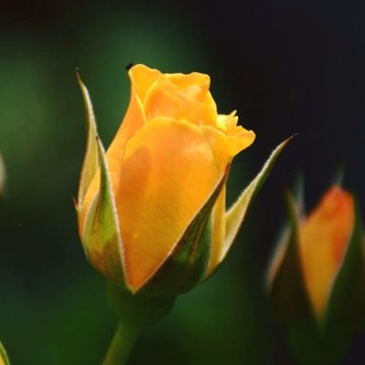 Profile Picture of Debbie Yu (@debbieyu0322) on Twitter