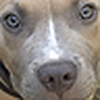 Profile Picture of Alyssa, Ray & Toby (@Our Tobias) on Flickr