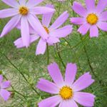 Profile Picture of Yukie Inoue (@yukie.inoue.965) on Instagram