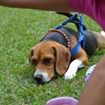 Profile Picture of Thomas.beagle (@thomas.beagle4) on Instagram
