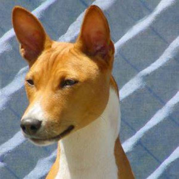 Profile Picture of Adam Druce (@adamdruce) on Poshmark