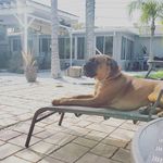 Profile Picture of Hank Baxter (@hank_the_tank320) on Instagram