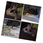 Profile Picture of 🐰~Chloe,Haley,Bamse & Dino~🐰 (@_bjorknasstall_) on Instagram