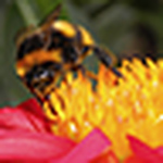 Profile Picture of Franco Rivera (@dr_tango) on Flickr