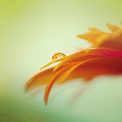 Profile Picture of Mary (@MaryScaffidi) on Twitter