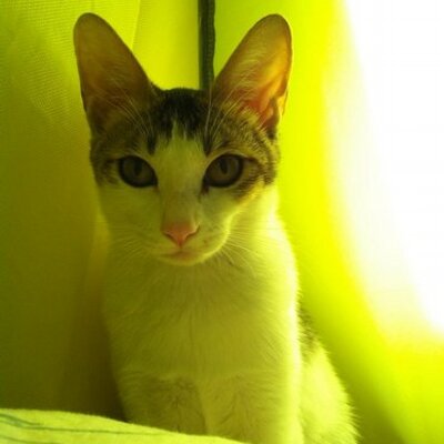 Profile Picture of Danny Zhou (@Dannyczd) on Twitter