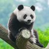 Profile Picture of Panda Daily routine (@xiaodanli885) on Tiktok