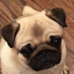 Profile Picture of Kyle Kushleika (@kyle.kushleika) on Instagram