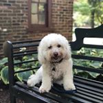 Profile Picture of Alice Shaffer (@alice.bestdogever) on Instagram
