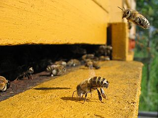 Profile Picture of Colony collapse disorderon Wikipedia