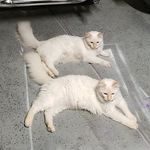 Profile Picture of Christopher Mowery (@ghost_and_ares) on Instagram