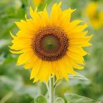 Profile Picture of Mia Terry Malkova (@mai_malkova_billy) on Instagram